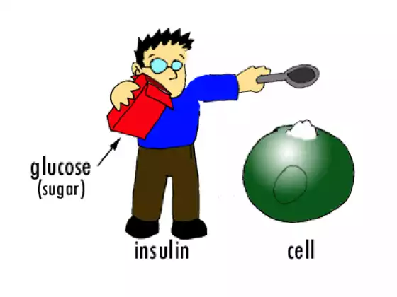 Insulin Resistance: Beyond Diet and Exercise