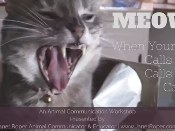 MEOW! Using Animal Communication When Your Cat Calls and Calls and Calls