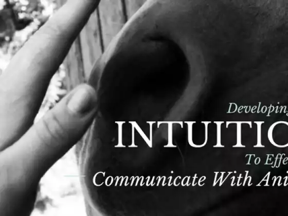 Building Your Intuition For Effective Animal Communication