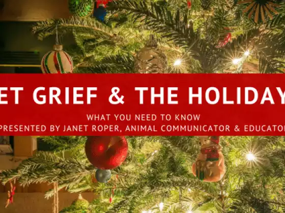 Grieving Your Pet Over the Holidays