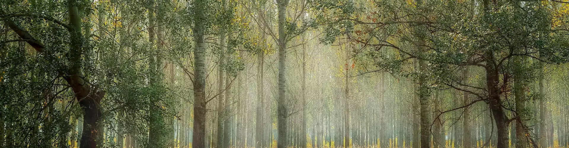 Meditasi Reiki Mini: Pembumian - Online Class by Jerry Mikutis