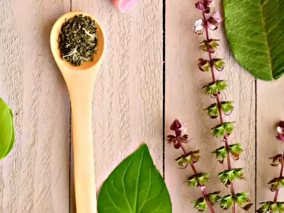 আয়ুর্বেদিক হার্বালিজম বেসিক