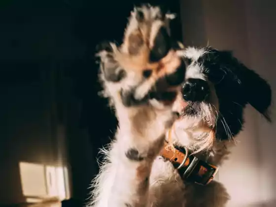 Hội thảo trực tuyến về kết nối của chúng tôi với động vật 6: Hỏi đáp đặc biệt