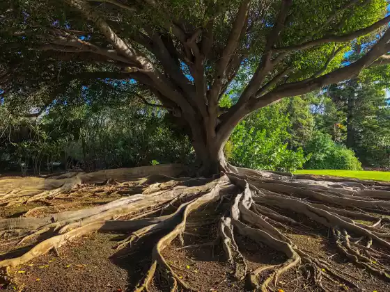 Remote Healing for Deep Grounding with the Earth Chakra