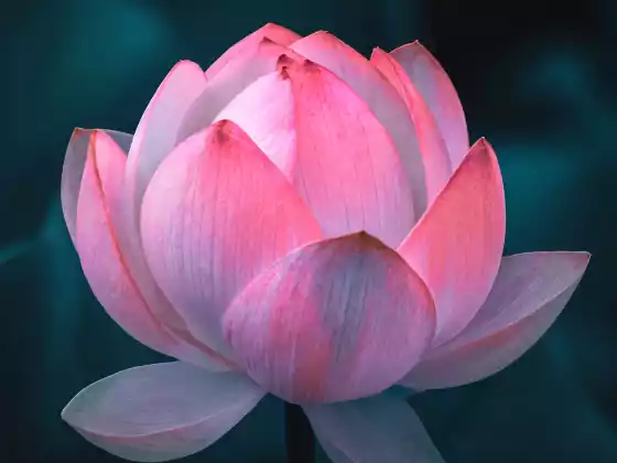 Remote Reiki Healing for 33 Minutes