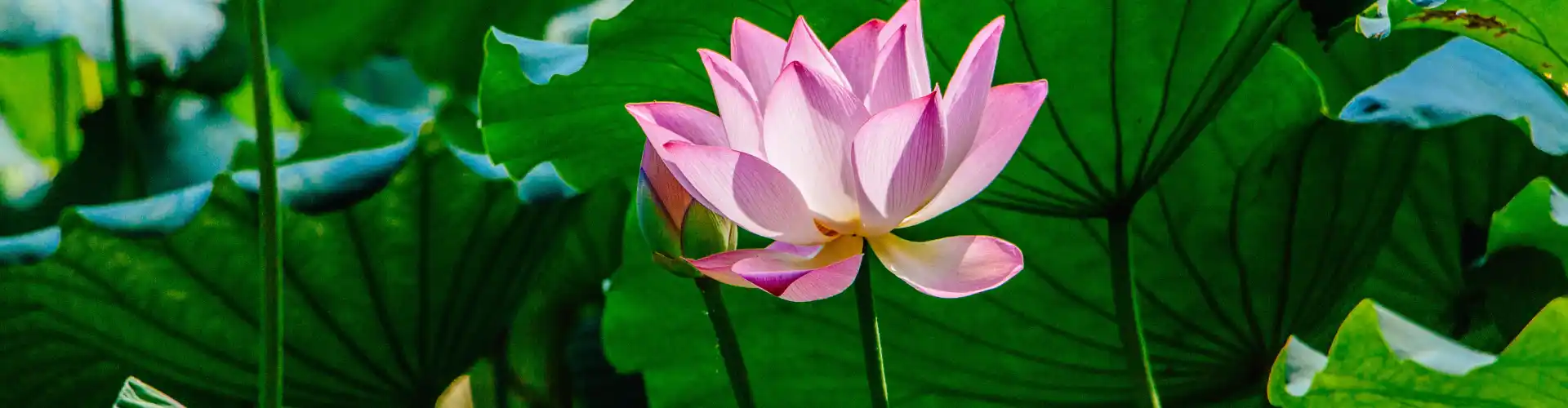 Remote Reiki Healing for 33 minutes - Online Class by Jamie Butler