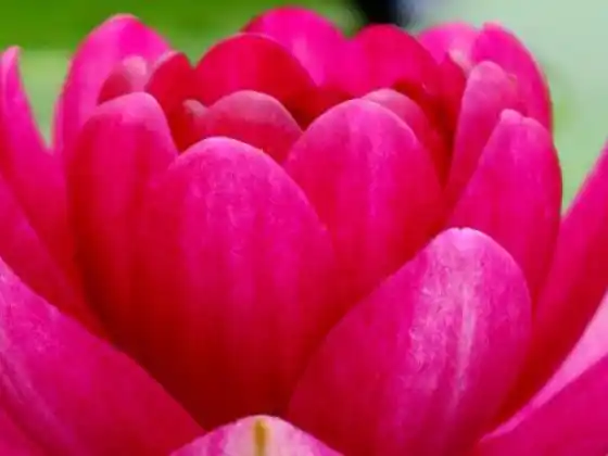 Spring Clearing for Body and Soul: Beyond the Cleanse