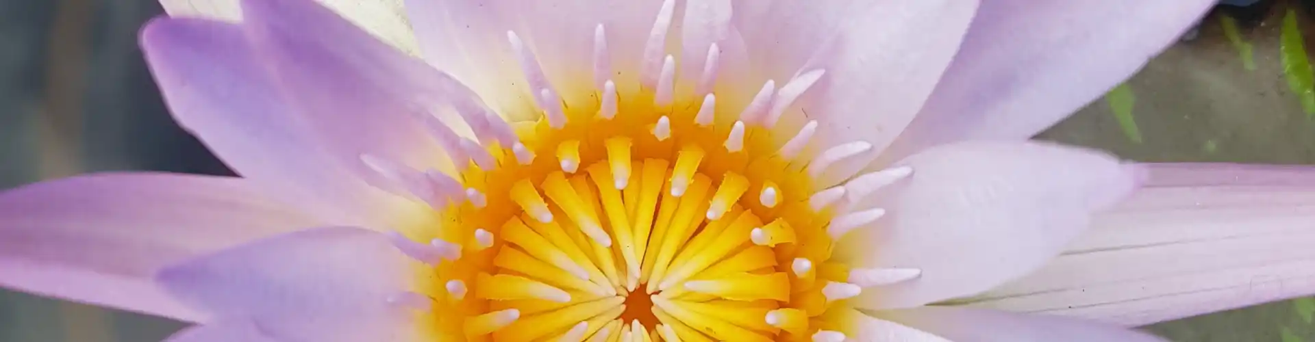 The Chakra Journey Class Six ~ Your Heart Chakra - Online Class by Megan Edge